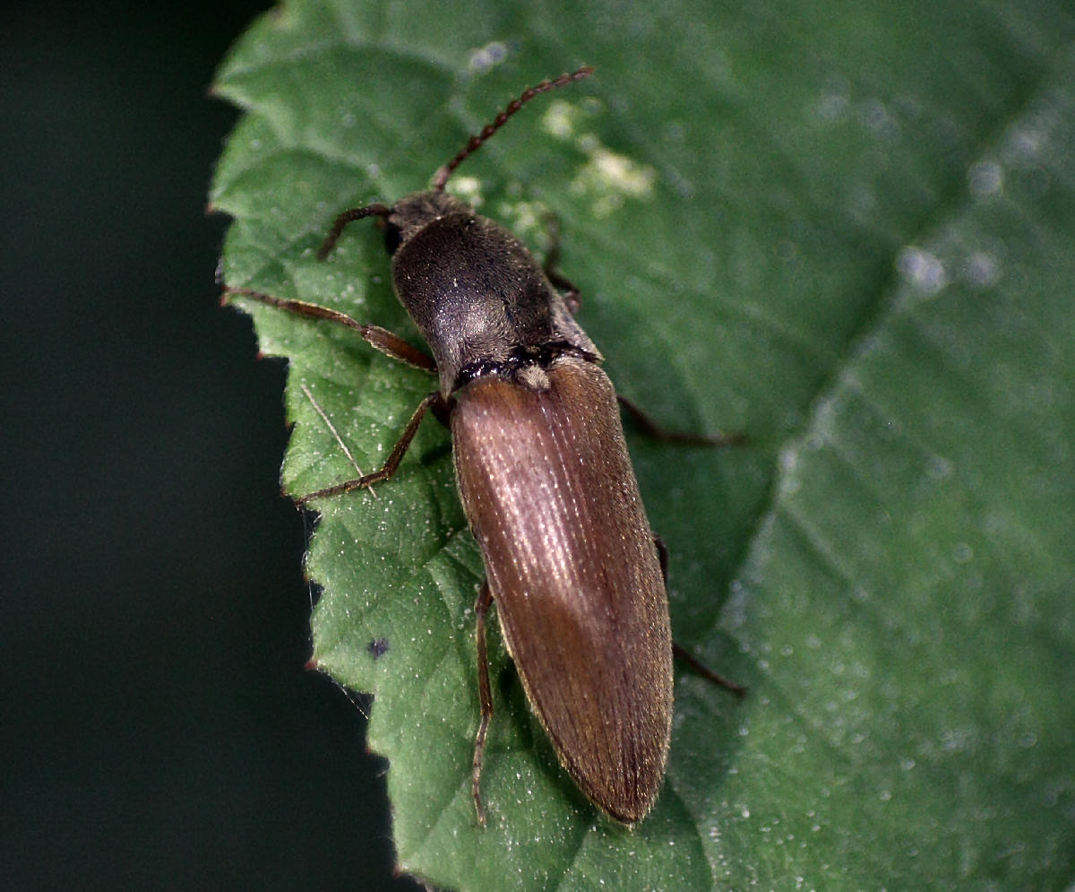 Agriotes sp.